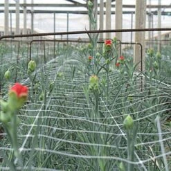 Trellis Netting, 5ft X 328ft -Gardeners Edge Sales tn5328 8