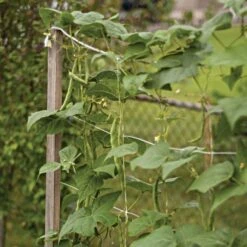 Trellis Netting 6.5ft X 100ft -Gardeners Edge Sales tn6100 13