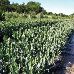 Trellis Netting, 6.5ft X 15ft -Gardeners Edge Sales tn615 15