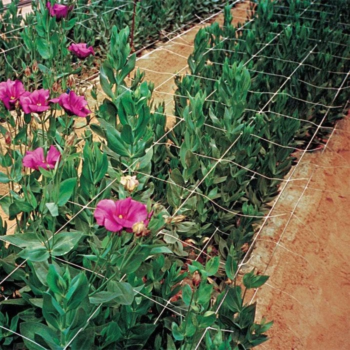 Trellis Netting, 6.5ft X 30ft 17 Trellis Netting, 6.5ft X 30ft - Image 15