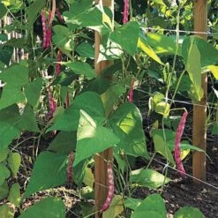 Trellis Netting, 6.5ft X 30ft 37 Trellis Netting, 6.5ft X 30ft -Gardeners Edge Sales tn630 15