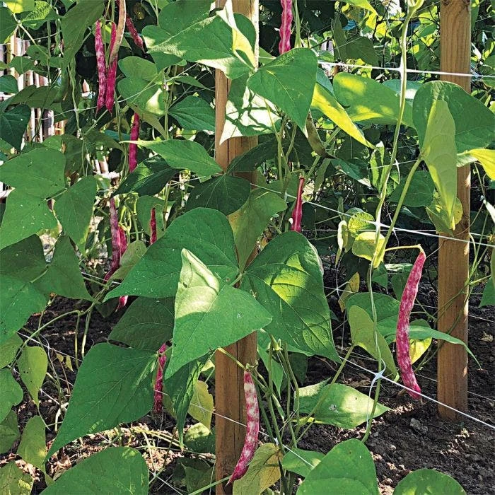 Trellis Netting, 6.5ft X 30ft 18 Trellis Netting, 6.5ft X 30ft - Image 16