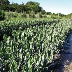 Trellis Netting, 6.5ft X 30ft 40 Trellis Netting, 6.5ft X 30ft -Gardeners Edge Sales tn630 18