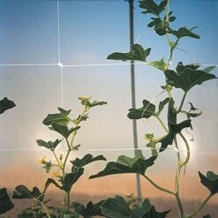 Trellis Netting, 6.5ft X 30ft 41 Trellis Netting, 6.5ft X 30ft -Gardeners Edge Sales tn630 19