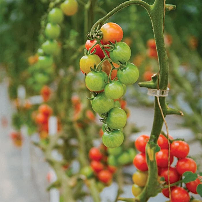 Tomato Clips 23 Mm 250 Count 4 Tomato Clips 23 Mm 250 Count - Image 2