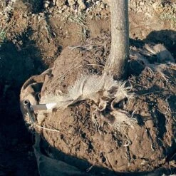 Tree Anchor Staples, 3.5ft Height, For 4in-6in Diameter Trees -Gardeners Edge Sales tst42 3