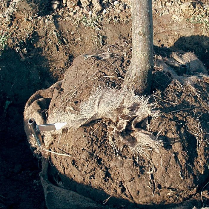 Tree Anchor Staples, 4ft Height, For 6in-8in Diameter Trees 6 Tree Anchor Staples, 4ft Height, For 6in-8in Diameter Trees - Image 4