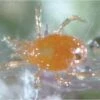 Triple Threat Mite Predators 5000 Count