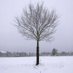 Leonard Rigid Plastic Mesh Tree Guards 4 Inch Diameter -Gardeners Edge Sales vp bg 7