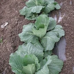 Biodegradable Paper Mulch, 3 Feet X 250 Feet -Gardeners Edge Sales wg36250f 4