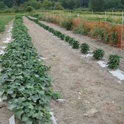 Biodegradable Paper Mulch, 3 Feet X 250 Feet -Gardeners Edge Sales wg36250f 7