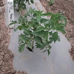 Biodegradable Paper Mulch, 3 Feet By 500 Feet -Gardeners Edge Sales wg36500f 3