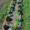 Biodegradable Paper Mulch, 4 Feet By 100 Feet -Gardeners Edge Sales wg48100f