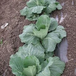 Biodegradable Paper Mulch, 4 Feet By 100 Feet -Gardeners Edge Sales wg48100f 4